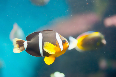 在水族馆的石斑鱼小丑鱼图片