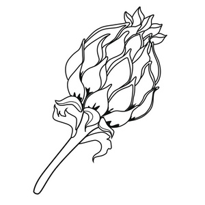 黑色的水飞蓟图片