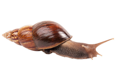 花园蜗牛 aspersum 是一种白色背景的陆地蜗牛. 隔离
