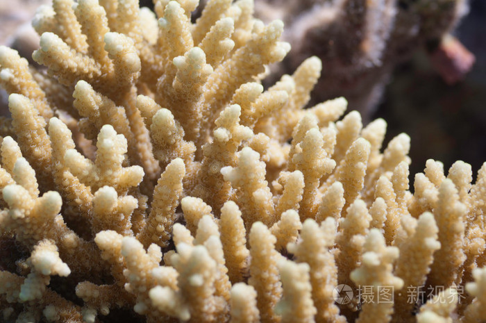 优美的手指珊瑚
