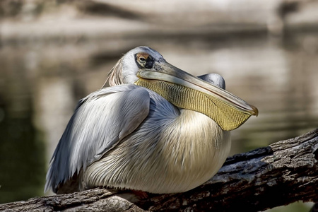 达尔马提亚鹈鹕, Pelecanus 基利司布, 休息