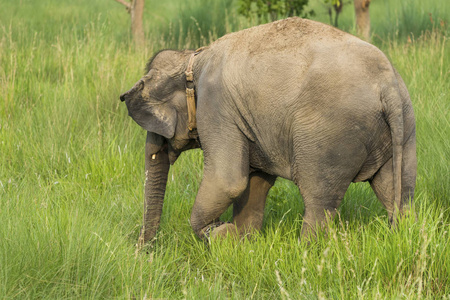 亚洲象吃草或在野外觅食。亚洲野生动物图片