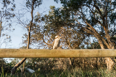 翠鸟在昆士兰的莫顿岛营地