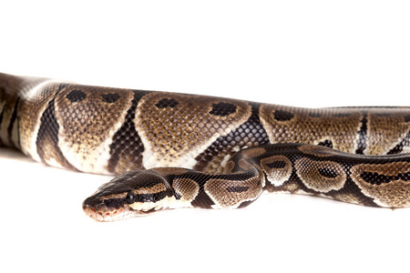 美丽的 python 蛇