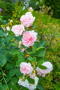 美丽的粉红色玫瑰盛开的花园