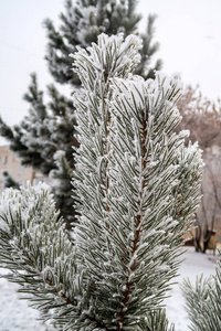 杉木树针上的积雪关闭了图片