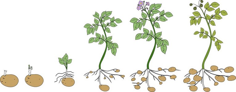 土豆的发芽过程图片图片