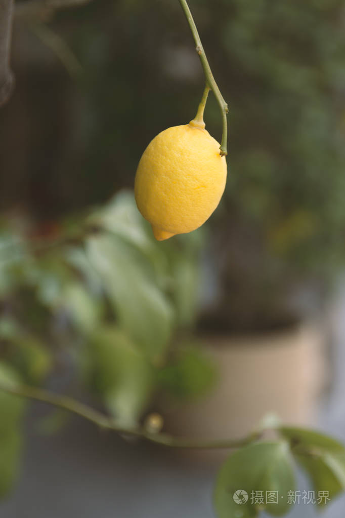 花园柠檬树上的一束新鲜成熟的柠檬
