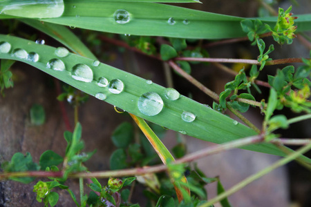 雨滴, 一滴露珠在一片草叶上, 雨滴, 露珠滴在树枝上照片