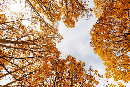 如诗如画的秋天的森林