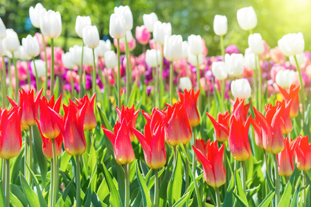 郁金香花的领域