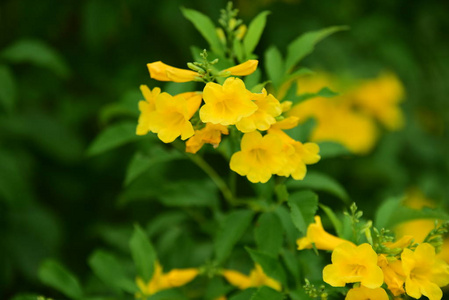 美丽的花园花朵。五颜六色的花朵带有抽象的光和散景的背景。春季正规花园。美丽的五颜六色的花朵花园