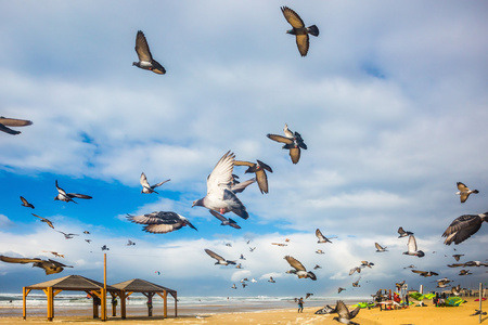 沙滩上的一群鸽子