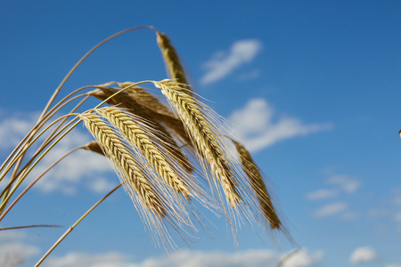 广式小芥蓝成熟的麦穗的大麦映衬在蓝天下照片