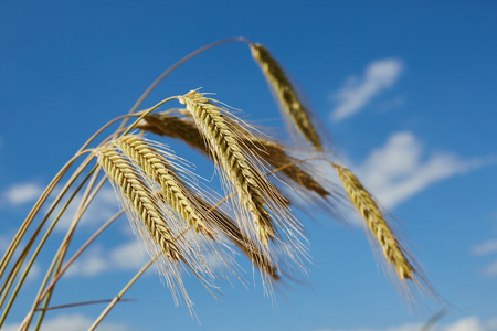 成熟的麦穗的大麦映衬在蓝天下