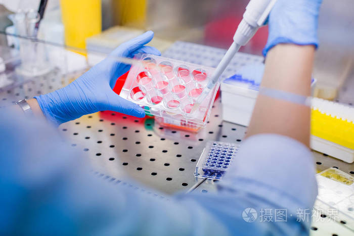 实验室培养细胞培养的科学家