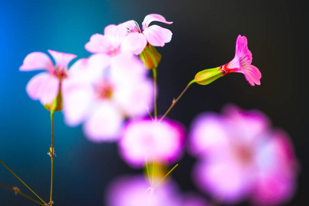 雏菊花对蓝天, 浅自由度。春天花