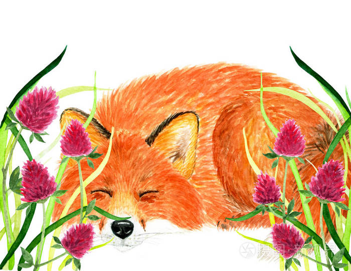 水彩插图.狐狸睡着了, 在美丽的春天的草.