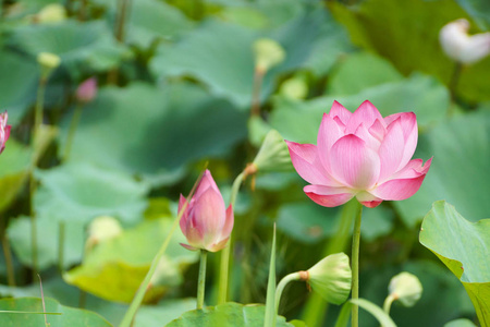 粉红色和白色莲花场