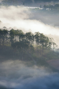 高原上的大雾, 越南的大叻地主