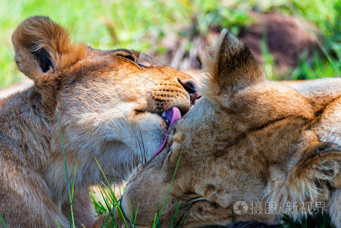 雌狮通过舔狮子来展示 tendeness