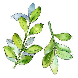 水彩黄杨绿叶。叶植物植物园花叶。独立的插图元素。背景纹理包装图案框架或边框的水彩画叶