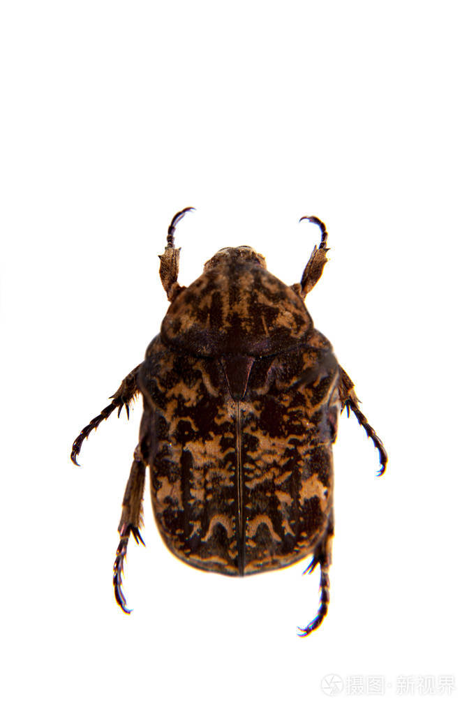 白色背景斑点甲虫