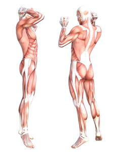 概念性解剖健康去皮人体肌肉系统集。运动年轻成人乔装为教育，健身运动，医学隔离在白色背景上。生物科学 3d 图