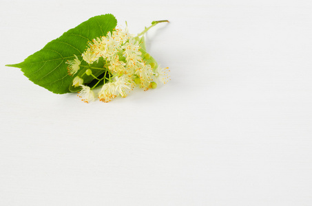 林登分支上面放着一个白色的木制背景花