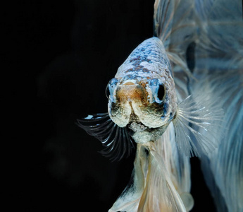 暹罗斗鱼斗蓝鱼, Betta 芨芨草, Betta 鱼, 半月湾 Betta