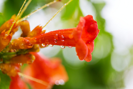 美丽的花关门