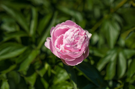 在花园里的粉色牡丹。盛开的粉红牡丹。美丽的粉红色 Peonie 花的特写