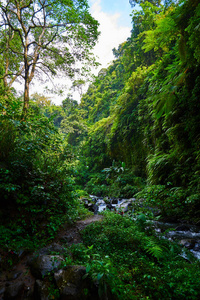 在清晨的阳光下, 绿树成荫的热带森林景色令人惊叹。山雨林水流着湍急的水流和大石头。旅游理念