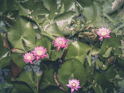 粉红色莲花或粉红色水百合和绿叶在池塘与反射天空, 特写自然为背景或墙壁纸