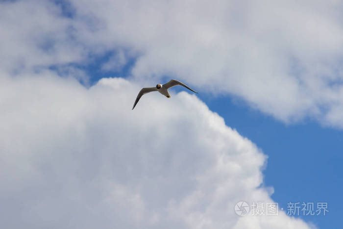 海鸥飞向蓝天白云