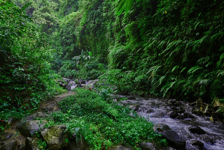 在清晨的阳光下, 绿树成荫的热带森林景色令人惊叹。山雨林水流着湍急的水流和大石头。旅游理念