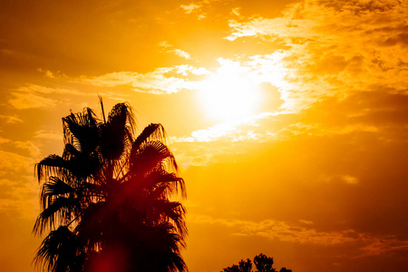 日落热带天空棕榈树剪影