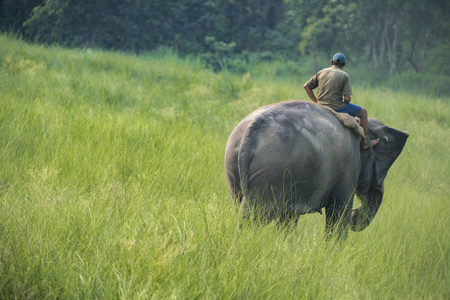 骑着雌性大象的 Mahout 或大象骑手。野生动物和乡村照片。亚洲象家畜