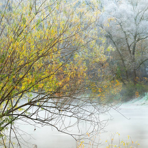 雾天河岸上的树木景观观