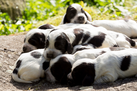 纯种英国可卡犬幼犬