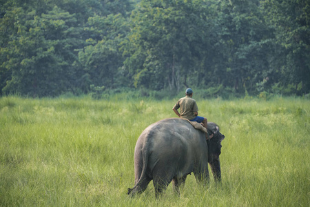骑着雌性大象的 Mahout 或大象骑手。野生动物和乡村照片。亚洲象家畜