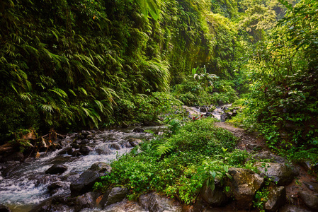 在清晨的阳光下, 绿树成荫的热带森林景色令人惊叹。山雨林水流着湍急的水流和大石头。旅游理念