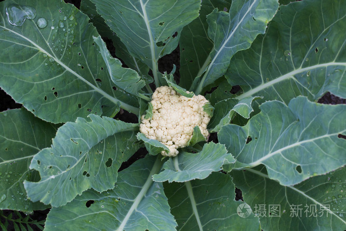 雨后花椰菜