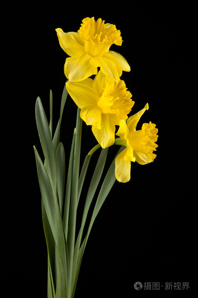 黄水仙花鸟语花香的春天照片 正版商用图片0s1ovh 摄图新视界