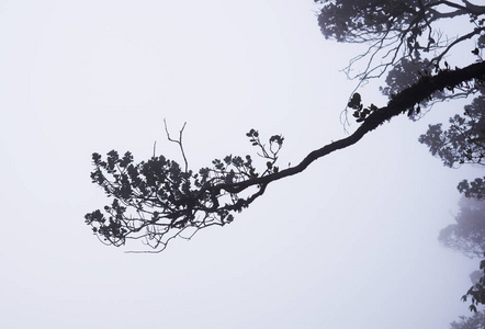 深林中有雾的树梢。壮观的浓雾在风景。树, 树枝, 叶, 雾和朦胧的背景模糊的看法。高大的老树的底部视图。神秘的剪影树枝树