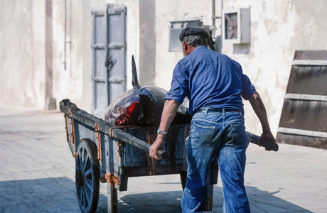 意大利的西西里岛，地中海 法维尼亚纳岛渔夫背着大吞拿鱼金枪鱼捕捞工厂电影扫描