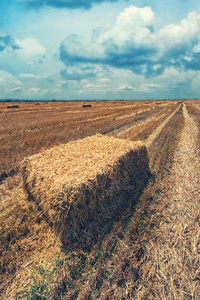 小麦秸秆干草收获后的字段中