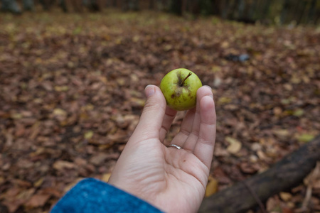 苹果在手中的秋天森林里。秋季心情