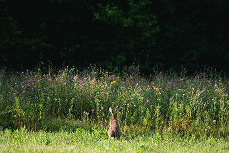 冥想和佛教, 野兔冥想在田野里, 背部和耳朵野兔在草地上