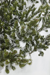 雪背景下的杉木树枝与文本空间